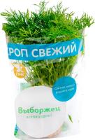 Укроп в горшочке