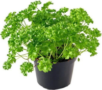 Петрушка свежая в горшочке