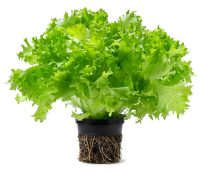 Салат Выборжец Саланова кудрявый