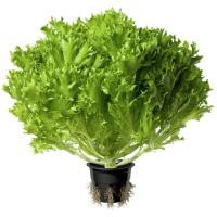 Салат Саланова зеленый в горшочке, 250г