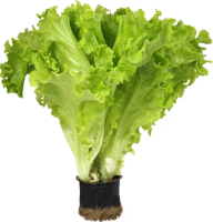 Салат Листовой в горшочке, 150г