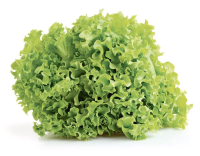 Салат Фриллис в горшочке, 100г