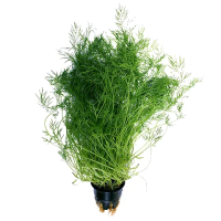 Укроп в горшочке, 20г