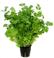Кинза в горшочке